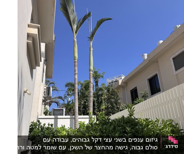 עצים גבוהים ושיחים ליד בניין מגורים